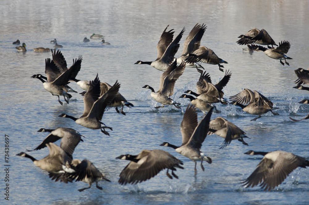 Fototapeta premium Canada Geese Taking to Flight from a Winter Lake