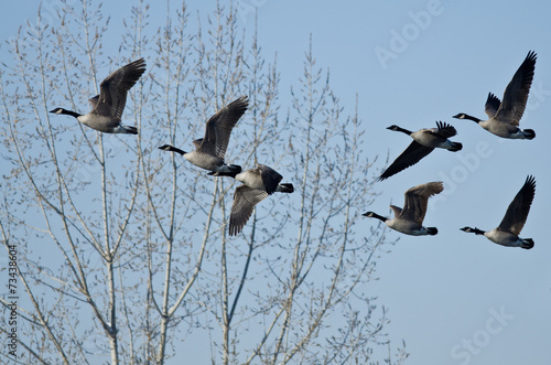 Flock of Canada Geese Flying in a Blue Sky #73438604