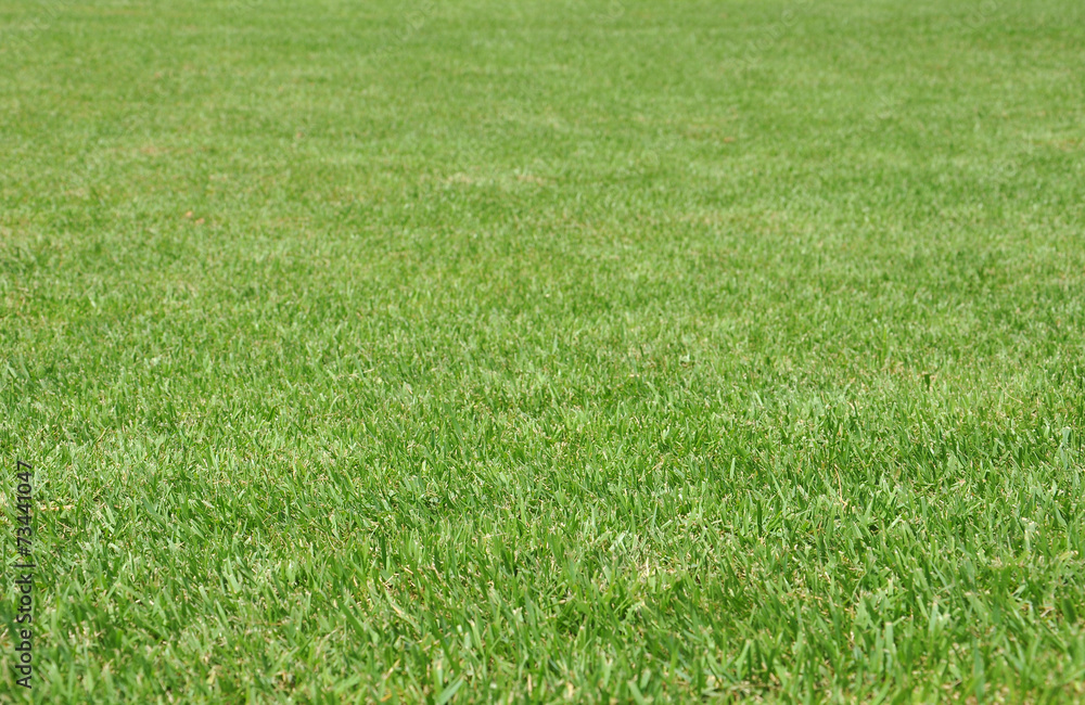 fresh grass for background fresh grass for background