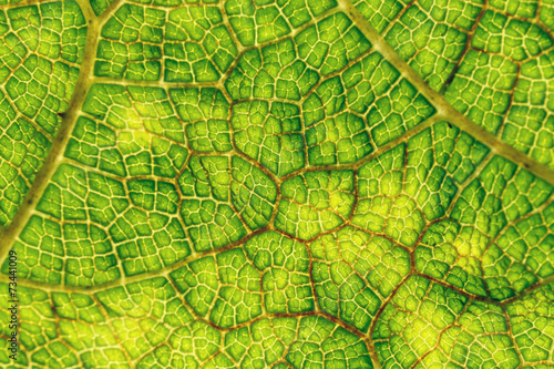 green leaf, natural background