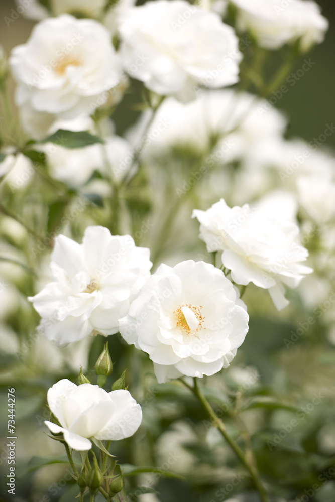 Fototapeta premium バラ シュネービッチェン