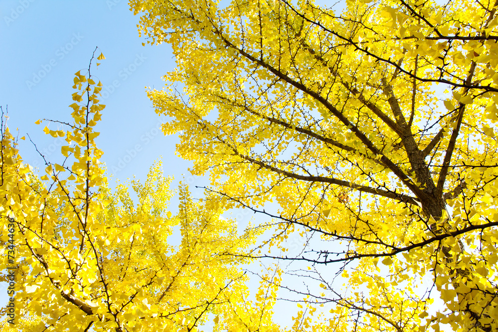 Fototapeta premium Ginkgo leaves in autumn