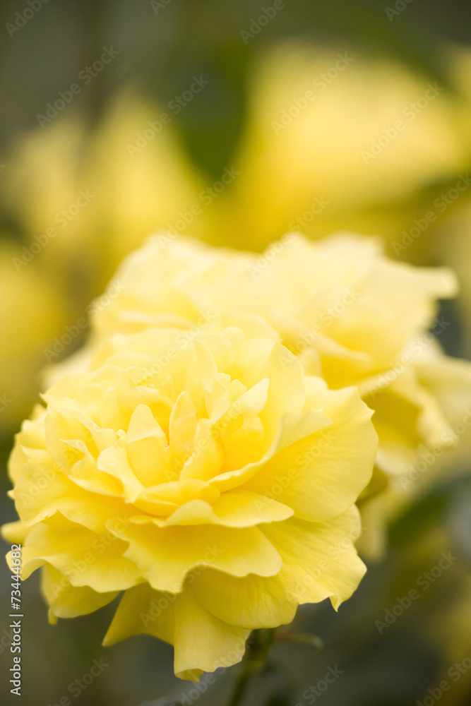 バラ　フリージア