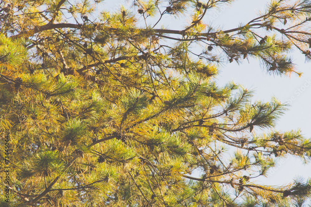 Japanese red pine background Japanese red pine background