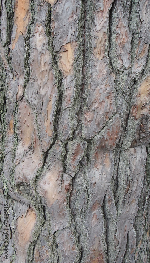 tree texture