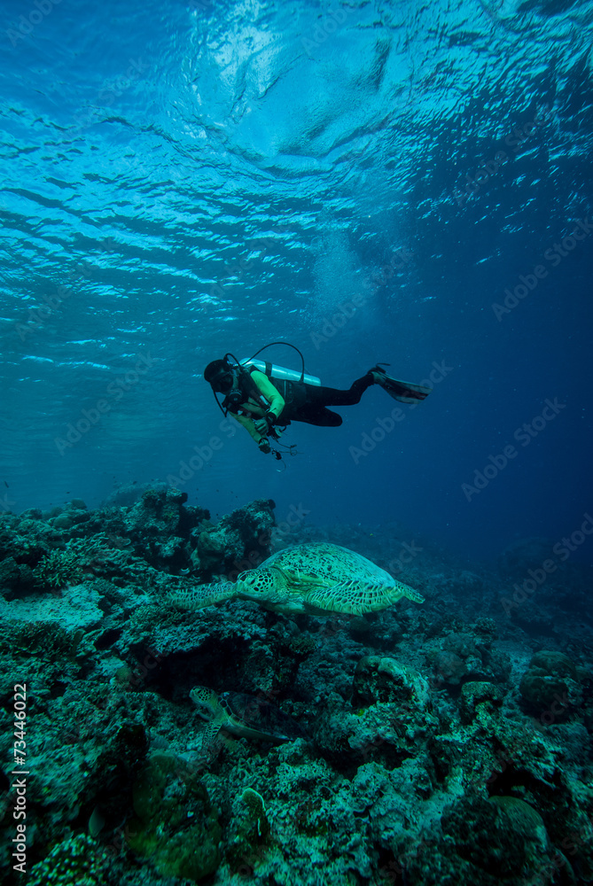 Diver and green sea turtle in Derawan, Kalimantan underwater Diver and green sea turtle in Derawan, Kalimantan underwater