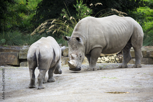 Male Southern White Rhinoceros and cub.