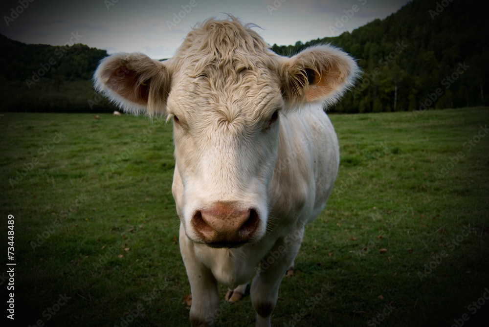 Cow Portrait in Color