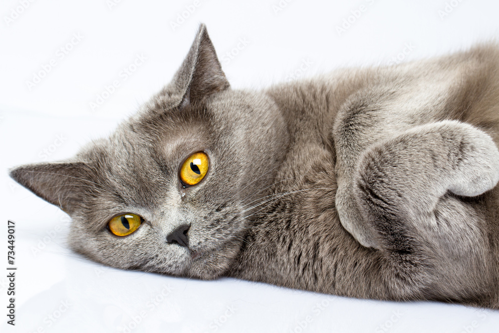 Fototapeta premium British shorthair cat