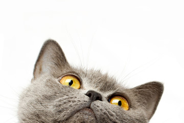 Keuken achterwand Kat Britse korthaar kat in studio  © dadoodas