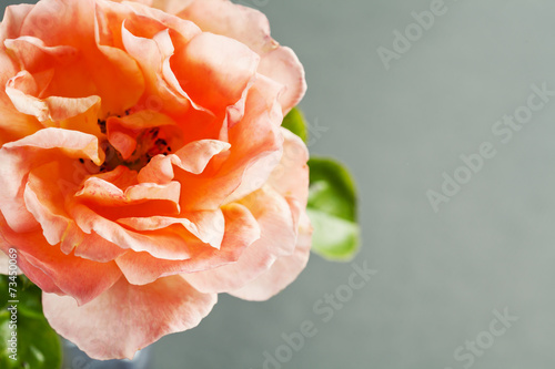 Fototapeta Naklejka Na Ścianę i Meble -  Close up of beautiful rose on grey background