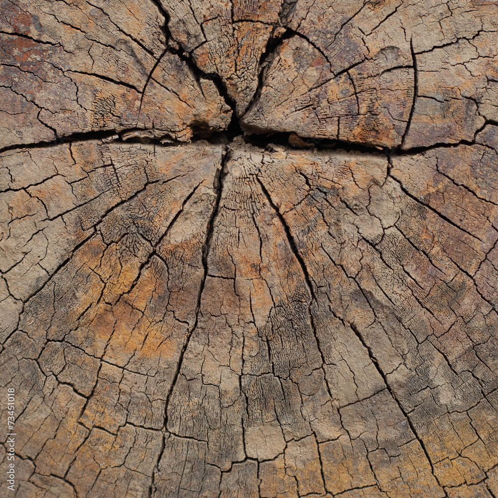 decay wood decay wood