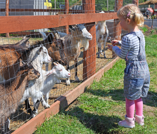 Little blonde girl feeding a goats at the zoo on sunny day