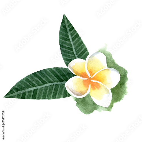 watercolor frangipani flower