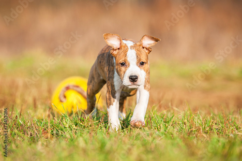 American staffordshire terrier puppy playing with a ball