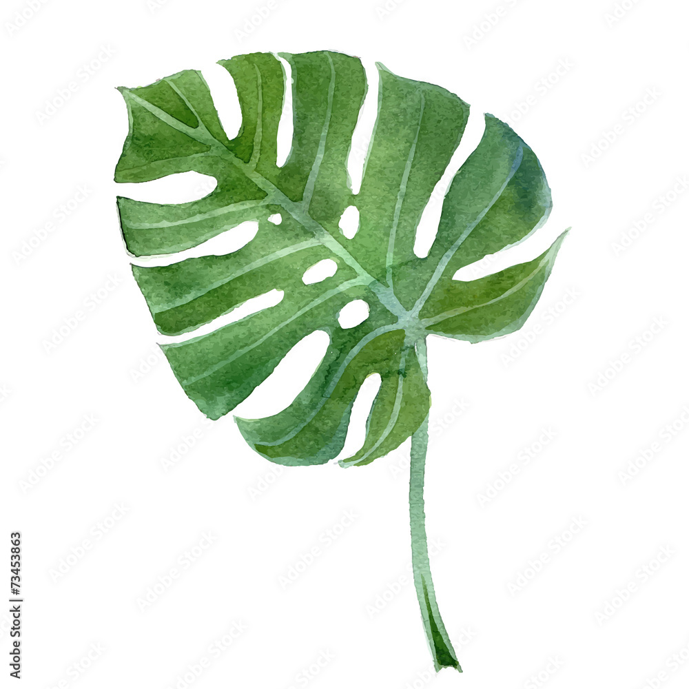 Obraz premium watercolor monstera leaf