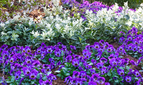 Blue Viola tricolor or heartsease.