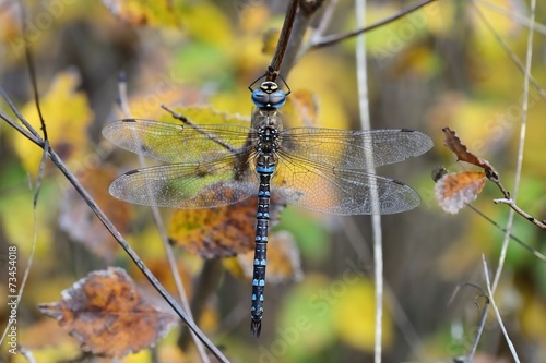 Aeshna mixta, male