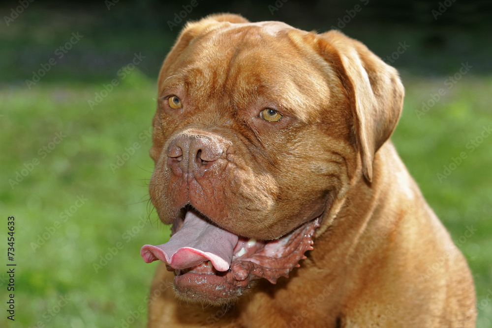 Bordeaux Dogge Bordeaux Dogge