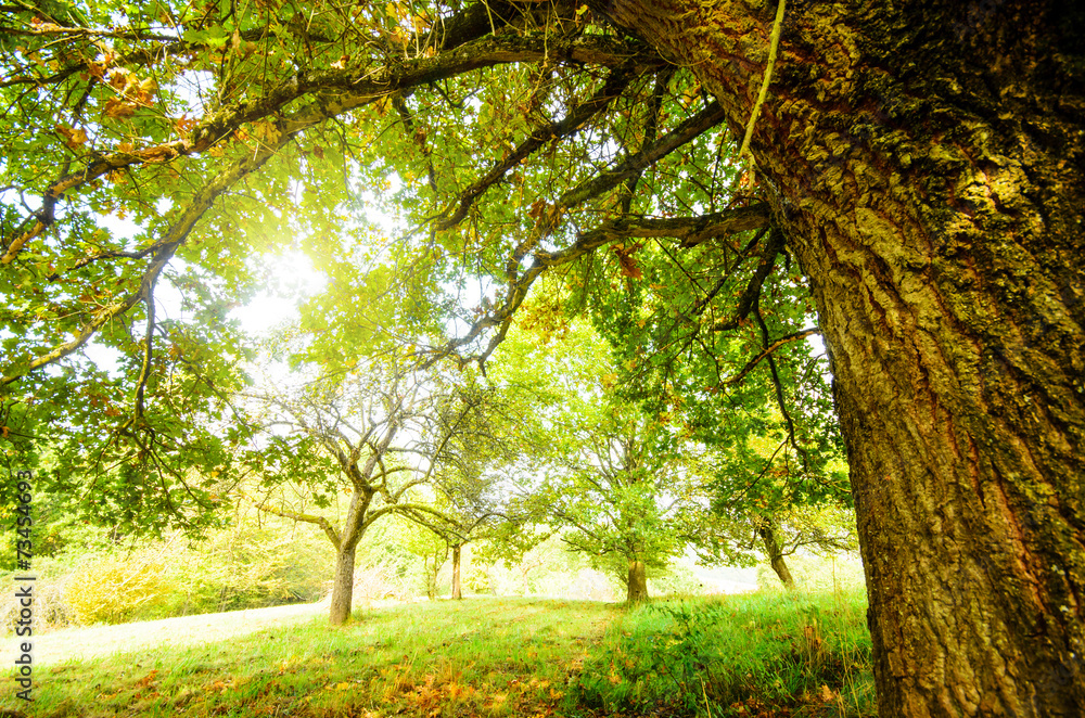 Fototapeta premium Einladung zum Meditieren: alter Baum mit Morgensonne :)