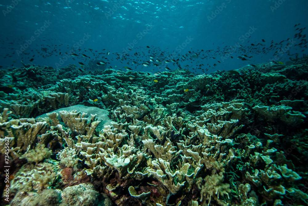 Various coral reefs and fishes in Derawan, Kalimantan underwater