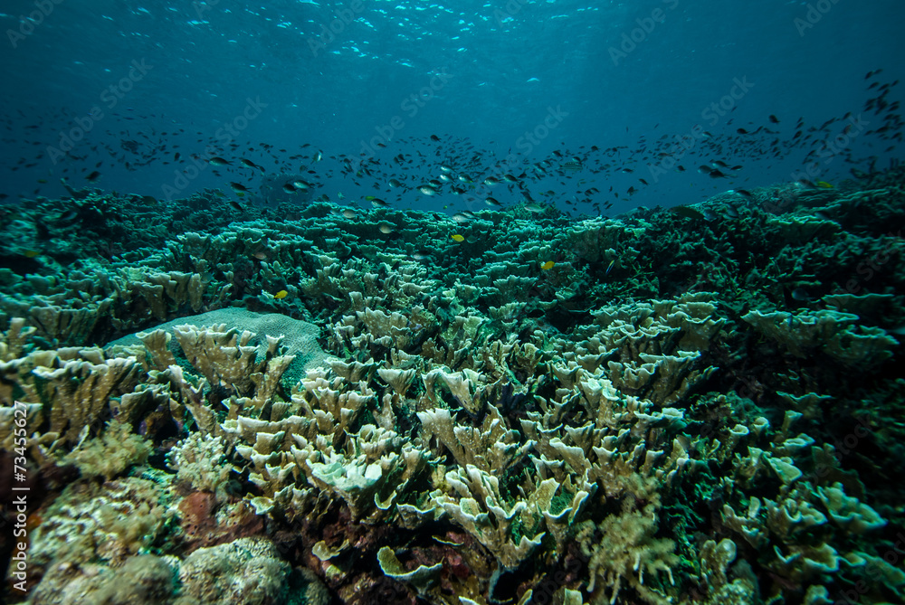 Fototapeta premium Various coral reefs and fishes in Derawan, Kalimantan underwater