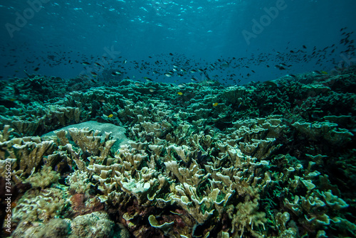 Various coral reefs and fishes in Derawan  Kalimantan underwater
