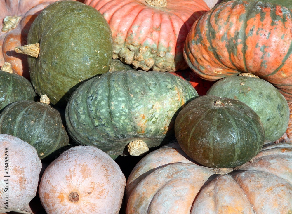 pumpkins for sale directly by the farmer pumpkins for sale directly by the farmer