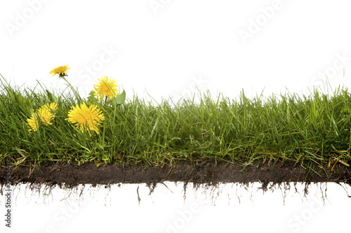 cross-cut of grass with flowers