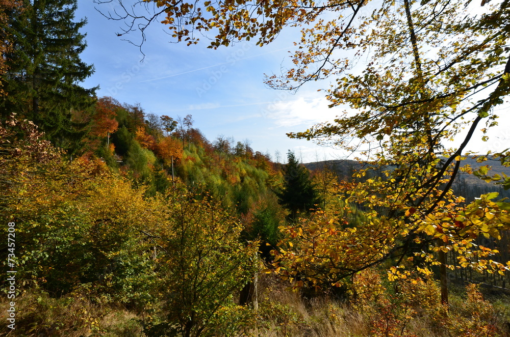 Herbstwald