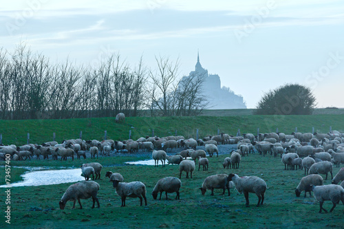 Mont Saint-Michel and sheep flock .