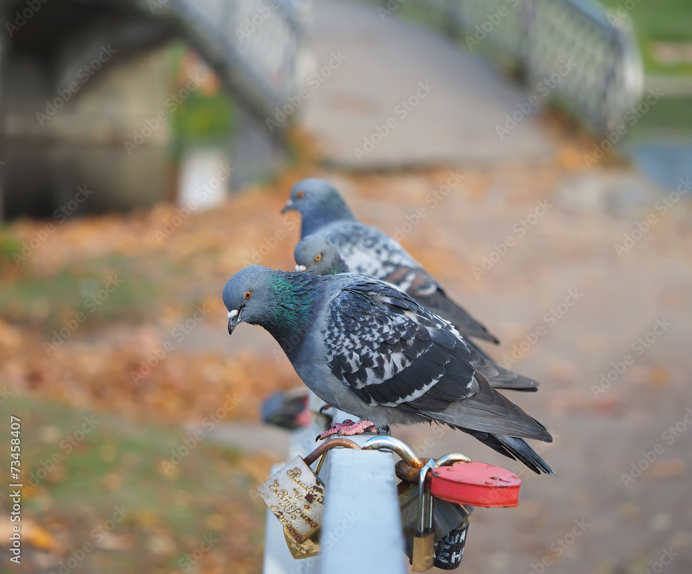 Obraz premium pigeons