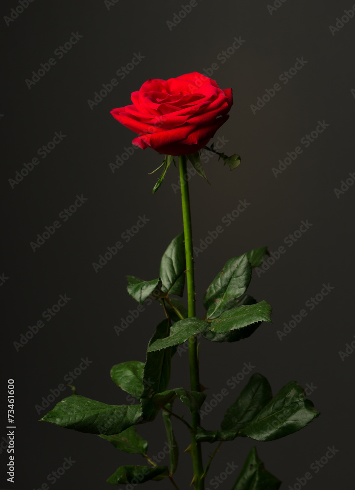 one red rose on black background