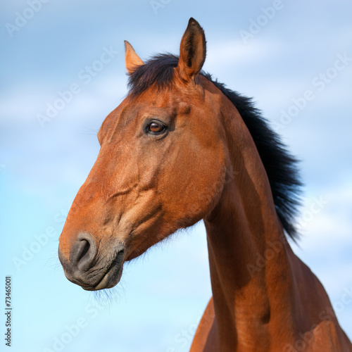 Portrait of beautiful bay horse  6 years old