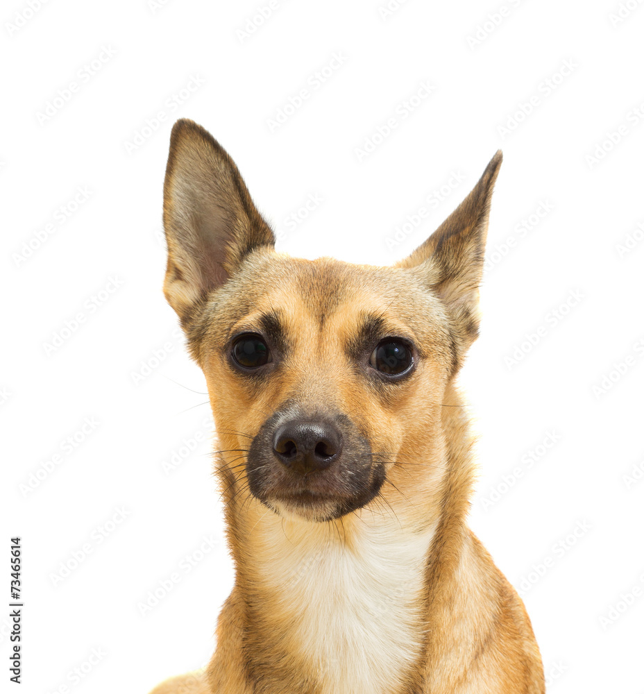 dog muzzle close-up on a white background isolated dog muzzle close-up on a white background isolated