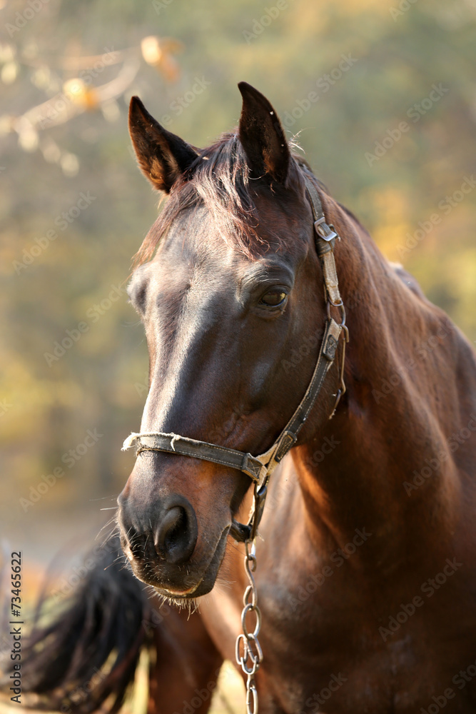 Obraz premium Beautiful brown horse in pasture