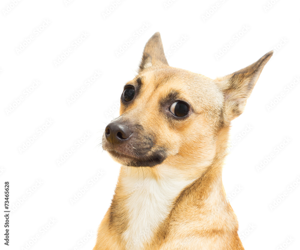 funny canine snout close-up on a white background isolated