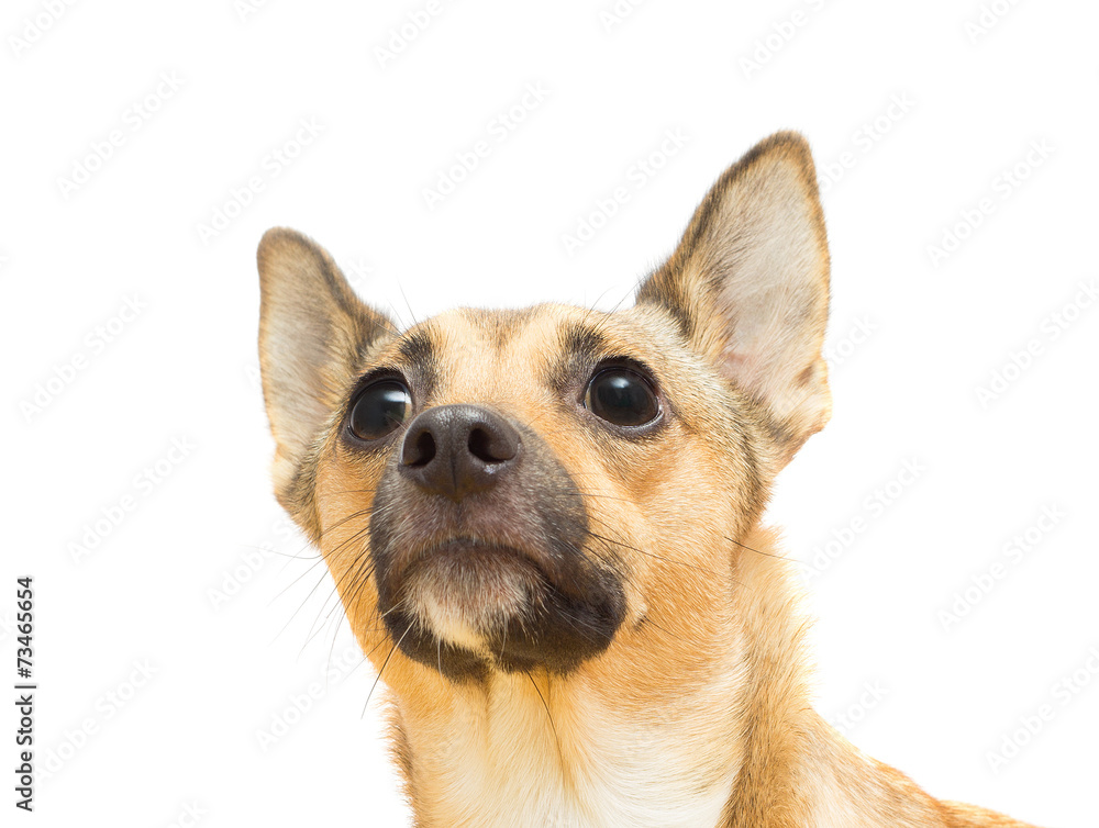 funny puppy the muzzle close-up on a white background isolated