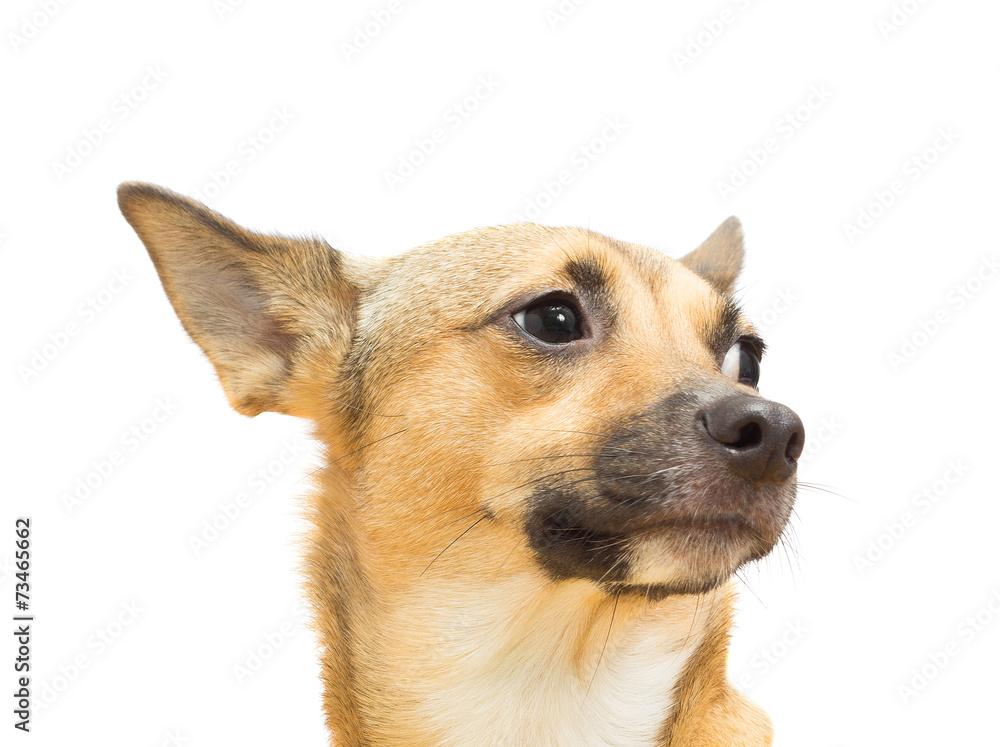 funny doggy on a white background isolated funny doggy on a white background isolated