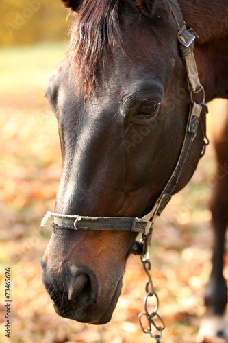 Fototapeta Naklejka Na Ścianę i Meble -  Beautiful brown horse in pasture