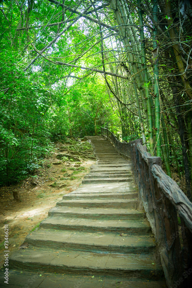 Stairway in the jungle