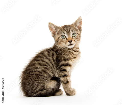 Cute tabby kiten