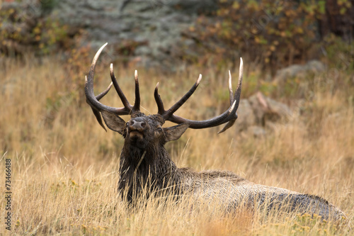 North American elk © Tony Campbell