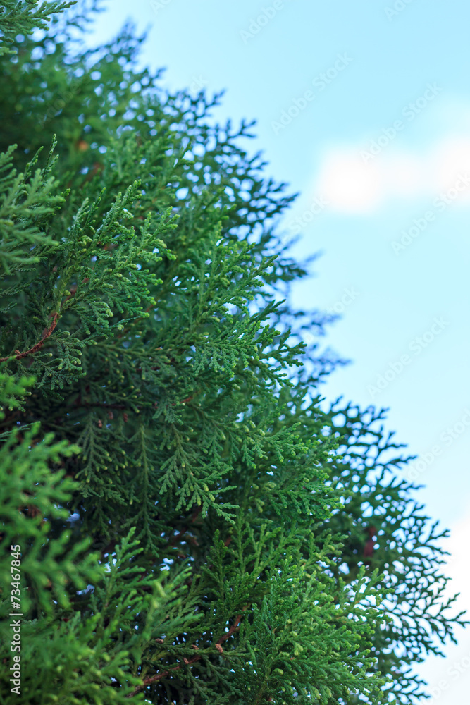 Leaves of pine tree Leaves of pine tree