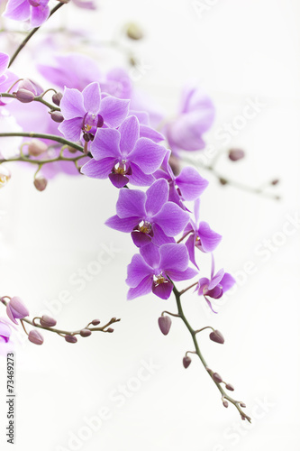purple Dendrobium orchid with soft light