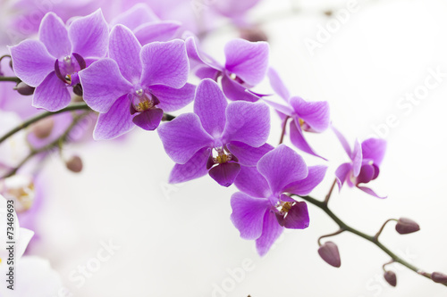 purple Dendrobium orchid with soft light