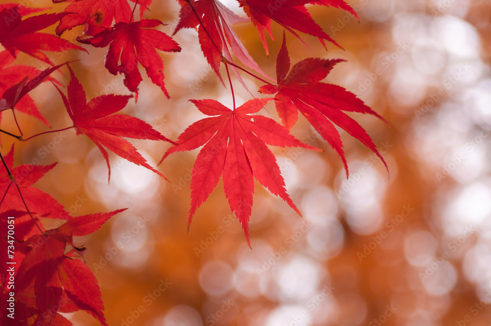 Korean Maple in Autumn Korean Maple in Autumn