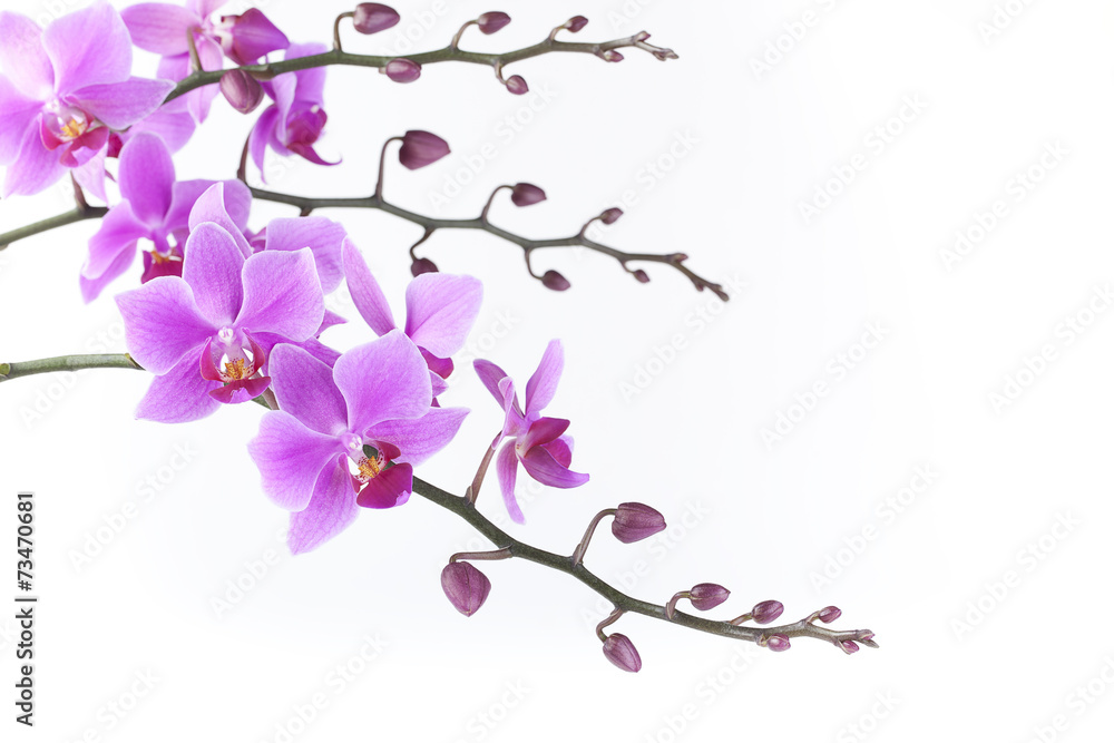 Naklejka premium pink Dendrobium orchid on white background