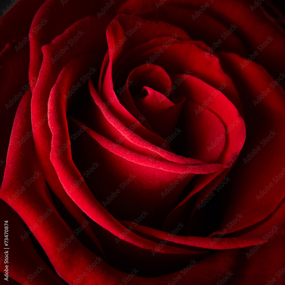 Beautiful red rose Beautiful red rose