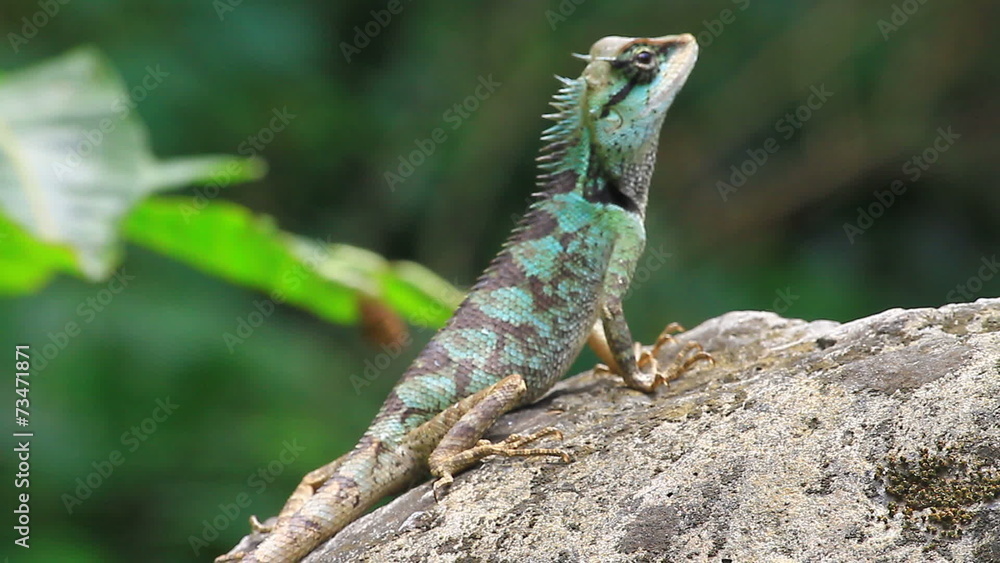Green crested lizard, black face lizard, tree lizard Green crested lizard, black face lizard, tree lizard
